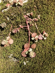 Sedum ternatum