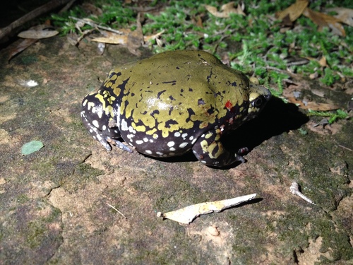Dermatonotus muelleri