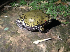 Dermatonotus muelleri