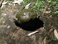 Dermatonotus muelleri