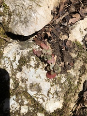 Sedum ternatum