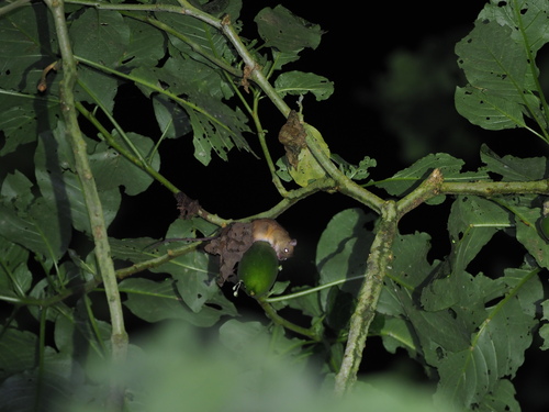 buff-bellied climbing mouse (Rhipidomys fulviventer) — Least Concern Mammalia