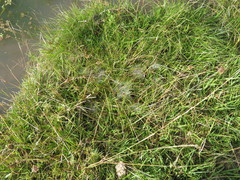 Diapontia uruguayensis