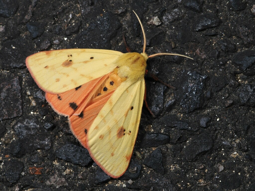 Metelka's moth