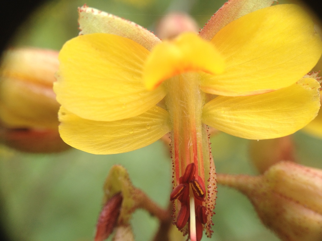 Erythrostemon coluteifolius