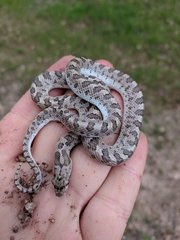 Arizona elegans occidentalis