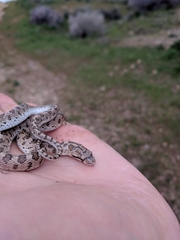 Arizona elegans occidentalis