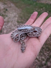 Arizona elegans occidentalis