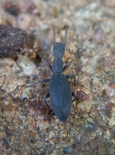 Genus Pseudochillus · iNaturalist