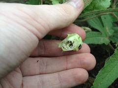 Passiflora palmatisecta