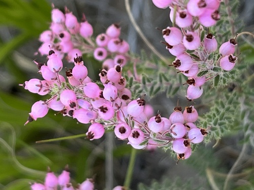 Racy Heath (Erica racemosa)