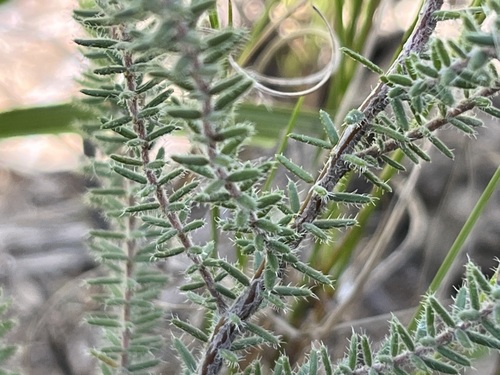 Image of Erica racemosa by (c) Charleen Brunke, some rights reserved (CC BY)