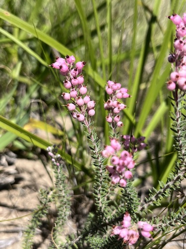 Image of Erica racemosa by (c) Charleen Brunke, some rights reserved (CC BY)