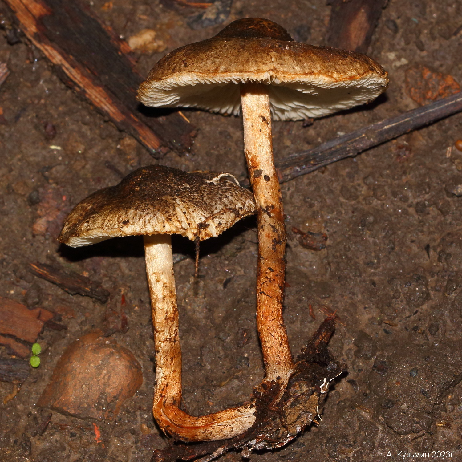 Lepiota castanea