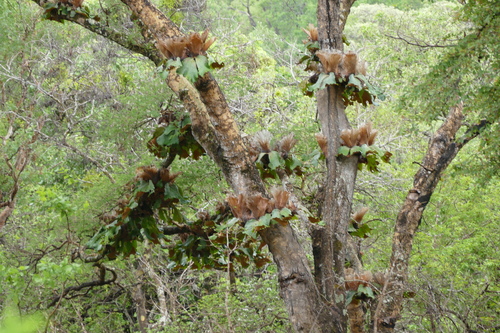 Angola staghorn fern
