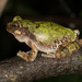 Western Bird-voiced Treefrog - Photo (c) Chris Harrison, some rights reserved (CC BY-NC), uploaded by Chris Harrison