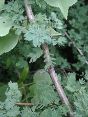 Senegalia gilliesii