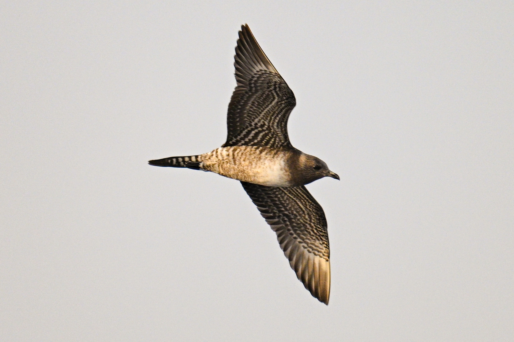 Long-tailed Jaeger