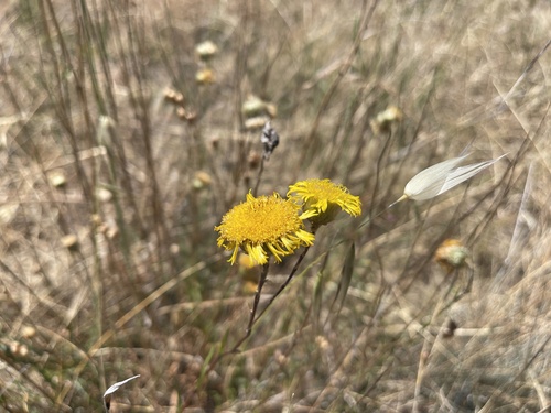 Basalt Podolepis (Podolepis linearifolia)