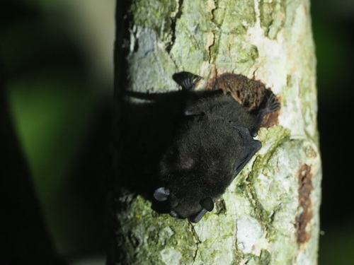 Maluku Myotis (Myotis moluccarum) — Least Concern Mammalia