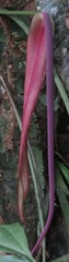 Anthurium clavigerum
