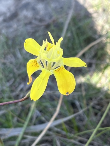 Image of Moraea bituminosa by (c) Charleen Brunke, some rights reserved (CC BY)