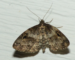 Melanomma auricinctaria