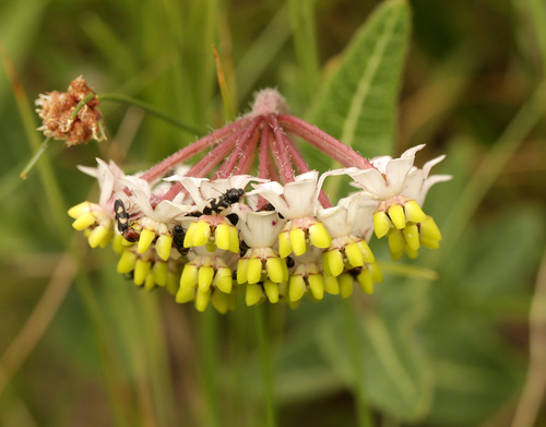 Image of Asclepias albens by (c) Wynand Uys, some rights reserved (CC BY)