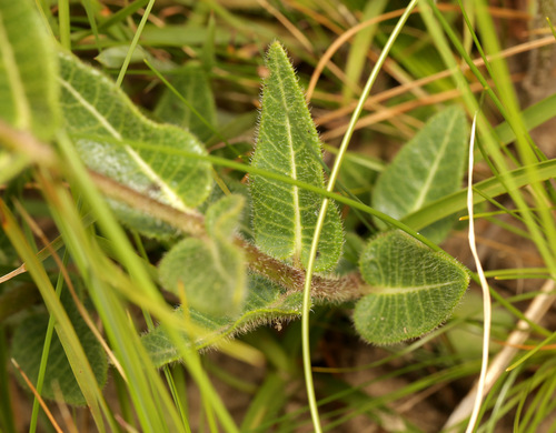 Image of Cartwheels (Asclepias albens) by (c) Wynand Uys, some rights reserved (CC BY)