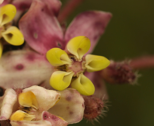 Image of Asclepias albens by (c) Wynand Uys, some rights reserved (CC BY)