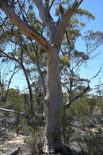 Image of Eucalyptus salmonophloia by (c) Em Lamond, some rights reserved (CC BY)