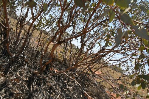 Image of Eucalyptus trivalva by (c) Em Lamond, some rights reserved (CC BY)