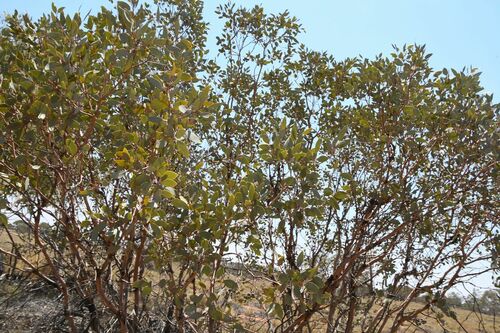 Image of Eucalyptus trivalva by (c) Em Lamond, some rights reserved (CC BY)