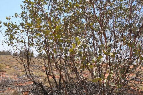 Image of Eucalyptus trivalva by (c) Em Lamond, some rights reserved (CC BY)