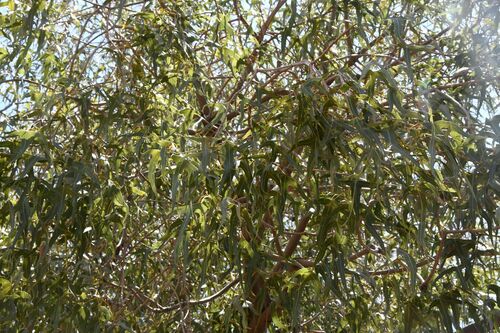 Image of Brachychiton gregorii by (c) Em Lamond, some rights reserved (CC BY)