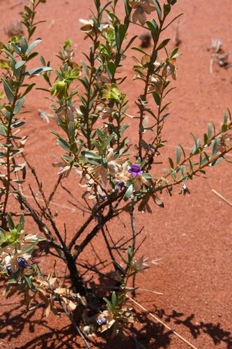 Eremophila willsii, photograph 6