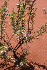 Eremophila willsii, photograph (c) Em Lamond, some rights reserved (CC BY)