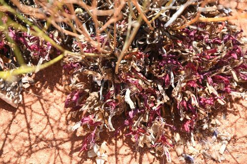 Image of Leptosema chambersii by (c) Em Lamond, some rights reserved (CC BY)