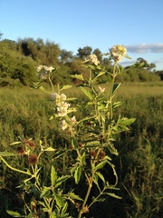 Hyptis lappacea