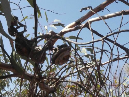 Eucalyptus youngiana, photograph 4
