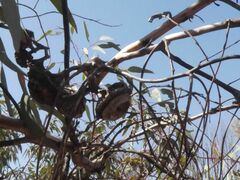 Eucalyptus youngiana, photograph (c) Em Lamond, some rights reserved (CC BY)