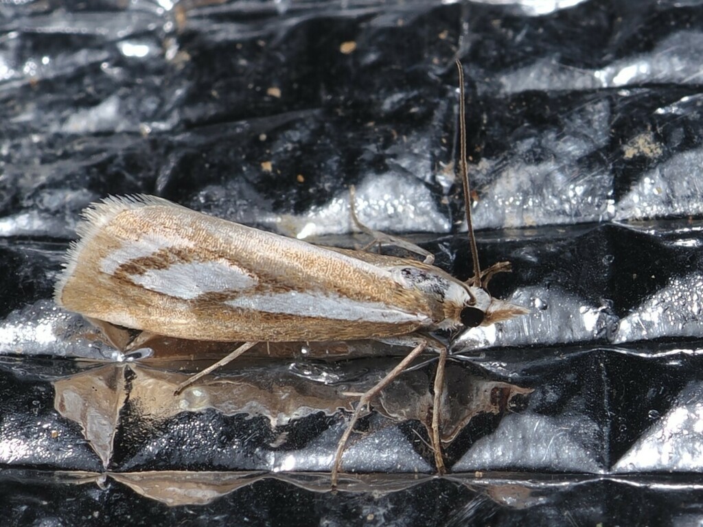 Catoptria nana