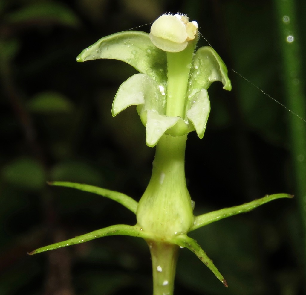 Burmeistera tenuiflora
