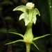 Burmeistera tenuiflora - Photo (c) Rich Hoyer,  זכויות יוצרים חלקיות (CC BY-NC-SA), הועלה על ידי Rich Hoyer