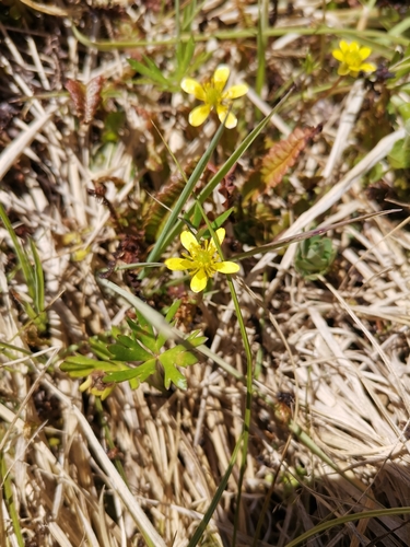 Raoriki (Ranunculus macropus)