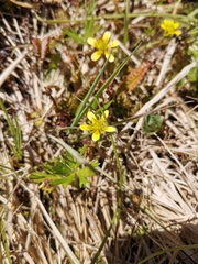 Ranunculus macropus, photograph (c) Lea Reeves, some rights reserved (CC BY)