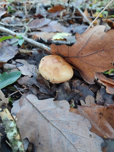 Leucocortinarius bulbiger — (c) victor laborde, some rights reserved (CC BY)