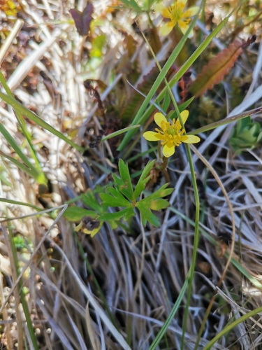 Image of Ranunculus macropus by (c) Lea Reeves, some rights reserved (CC BY)
