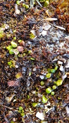 Notogrammitis crassior