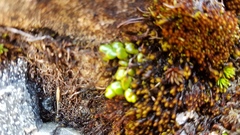 Notogrammitis crassior